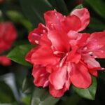 Rhododendron Kunstplant Deluxe, H: 115 cm Cerise