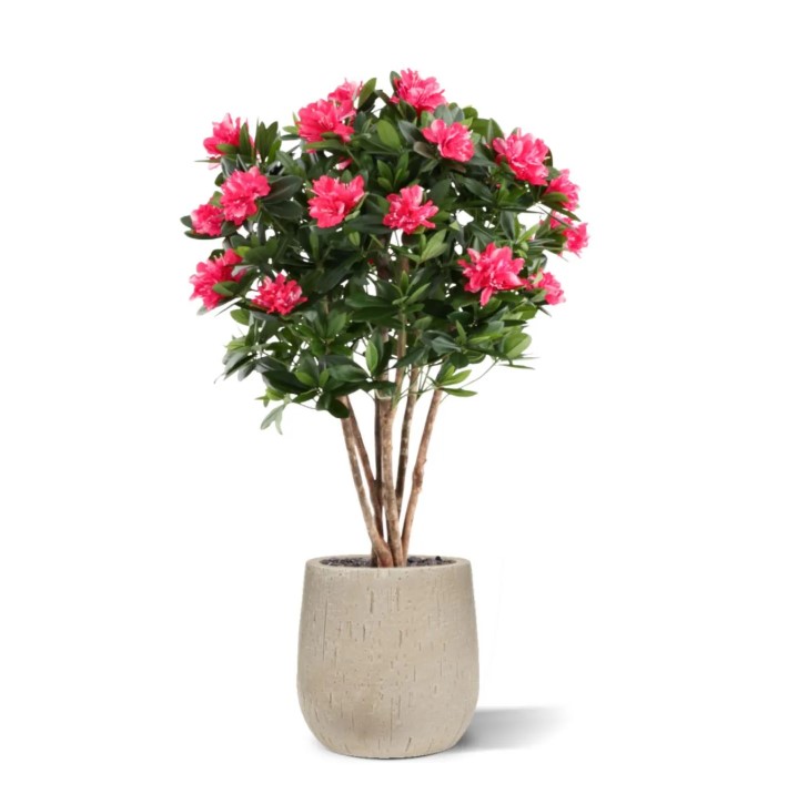 Rhododendron Kunstplant Deluxe, H: 115 cm Cerise
