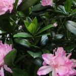 Rhododendron Kunstplant Deluxe, H: 115 cm Paars