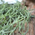 Tillandsia kunsthanger, H: 75 cm