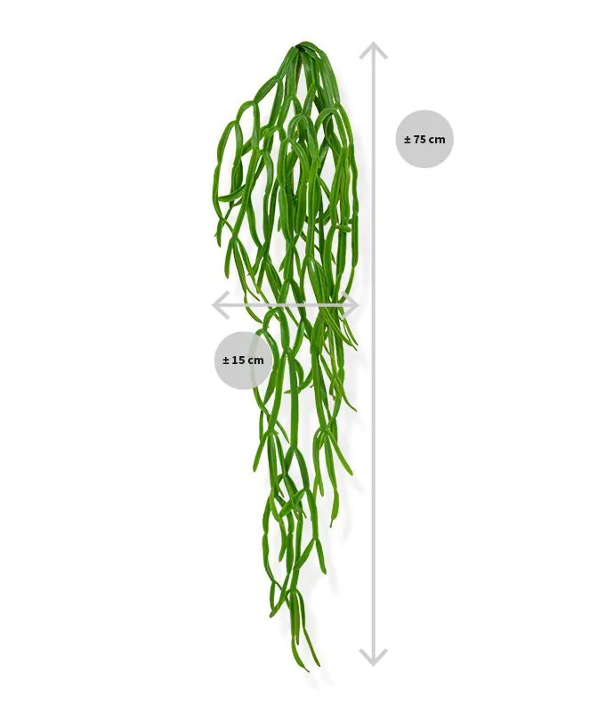 Rhipsalis Paradoxa kunst hangplant, H: 75 cm