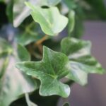 Hedera kunst hangplant, H: 65 cm – groen