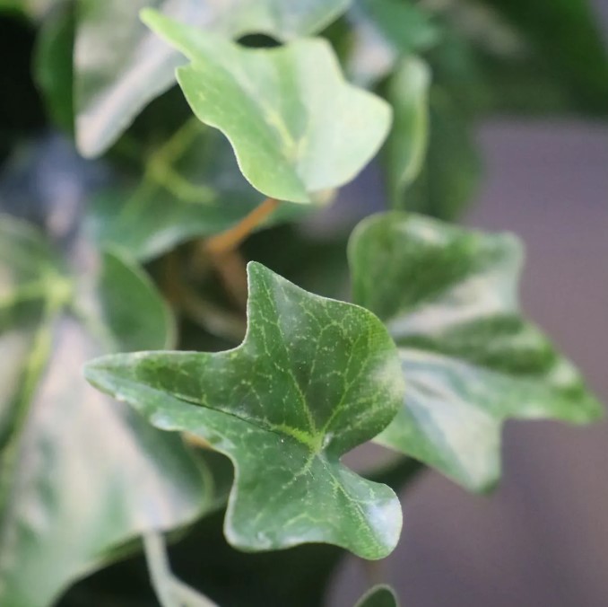 Hedera kunst hangplant, H: 65 cm – groen
