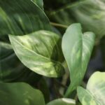 Pothos kunst hangplant, H: 55 cm – bont in pot