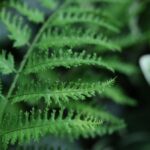 Pteris Kunst Varen, H: 40 cm