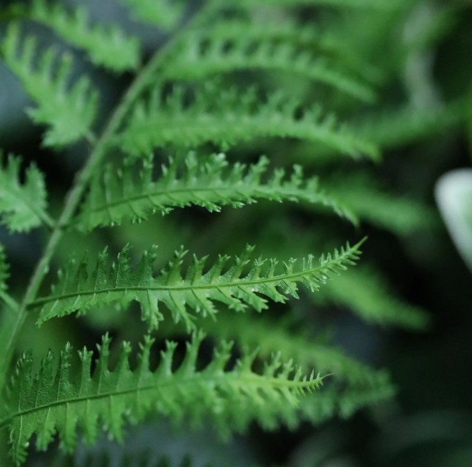 Pteris Kunst Varen, H: 40 cm