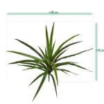 Dracaena Marginata, Bush, H: 40 cm