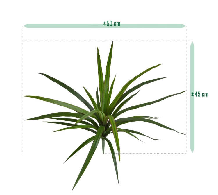 Dracaena Marginata, Bush, H: 40 cm