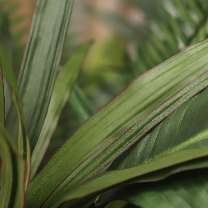 Dracaena Marginata, Bush, H: 40 cm