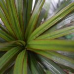 Draceana Marginata Deluxe kunstplant, H: 100 cm