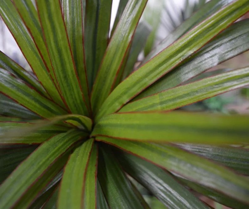 Draceana Marginata Deluxe kunstplant, H: 100 cm