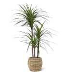 Draceana Marginata Deluxe kunstplant, H: 100 cm