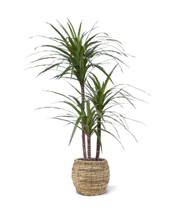 Draceana Marginata Deluxe kunstplant, H: 100 cm