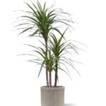 Draceana Marginata Deluxe kunstplant, H: 100 cm