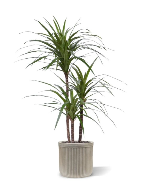 Draceana Marginata Deluxe kunstplant, H: 100 cm