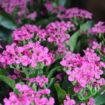 Kalanchoe kunstplant, H: 30 cm – paars