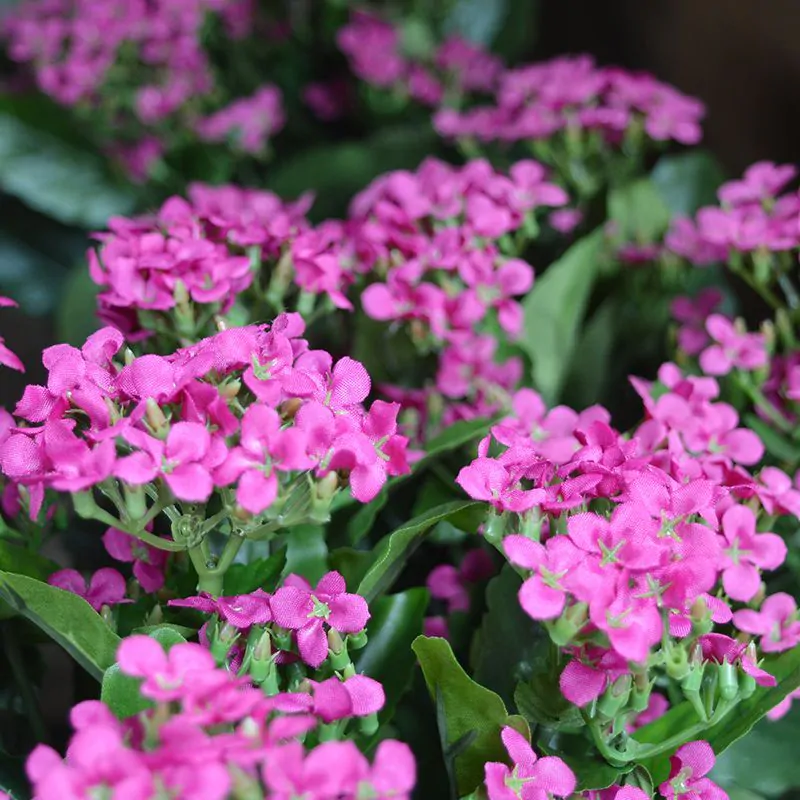 Kalanchoe kunstplant, H: 30 cm – paars