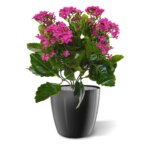 Kalanchoe kunstplant, H: 30 cm – paars