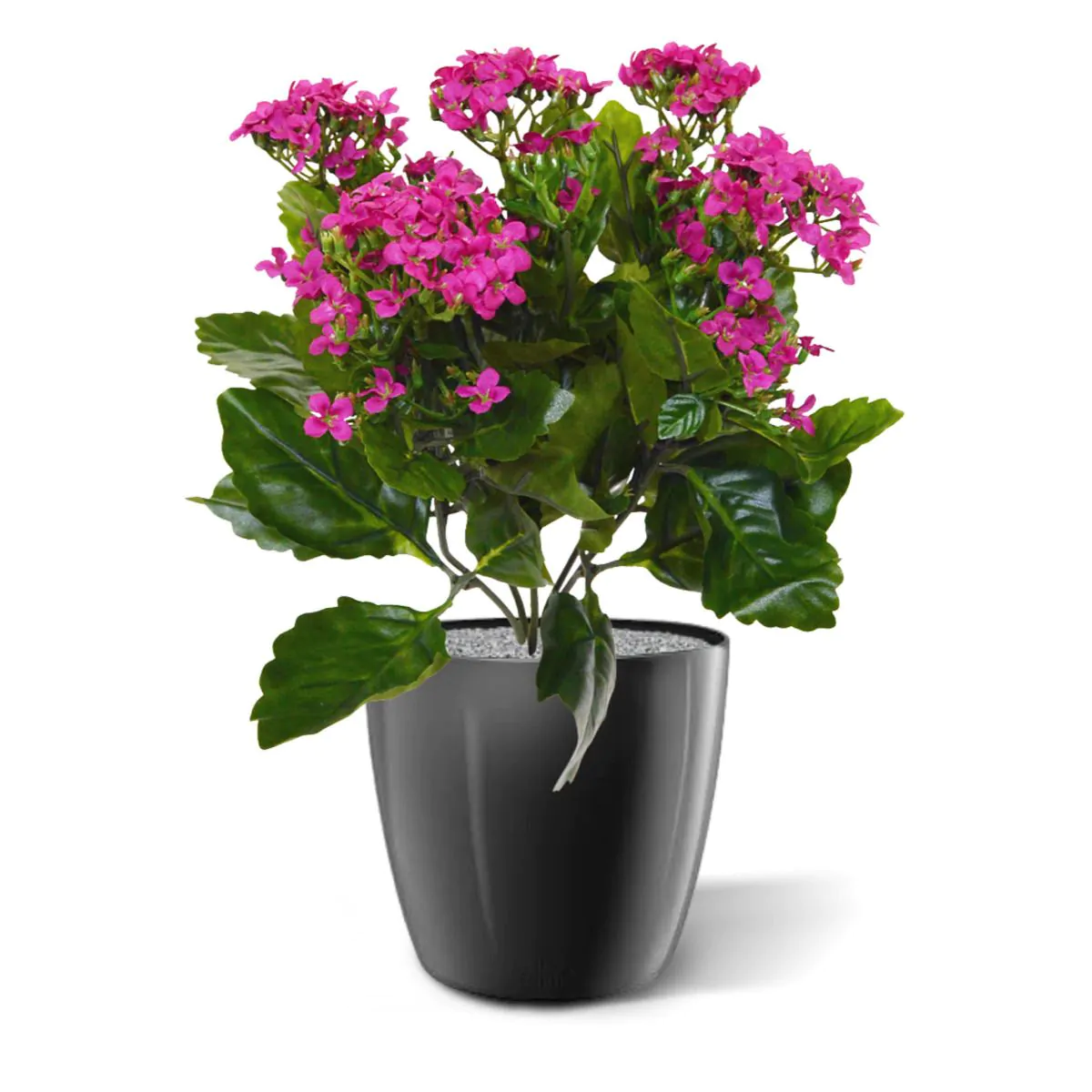 Kalanchoe kunstplant, H: 30 cm – paars