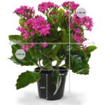 Kalanchoe kunstplant, H: 30 cm – paars in pot