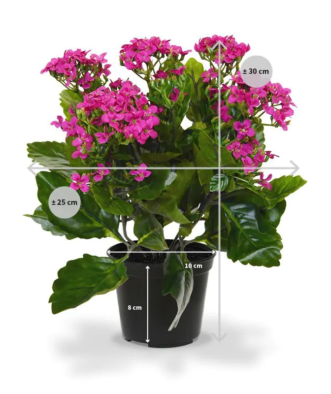 Kalanchoe kunstplant, H: 30 cm – paars in pot