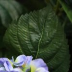 Hortensia kunstplant, H: 40 cm – blauw
