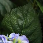 Hortensia kunstplant, H: 40 cm blauw in pot