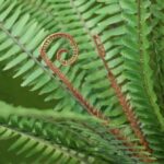 Asplenium Varen kunstplant, H: 75 cm in 12 cm pot