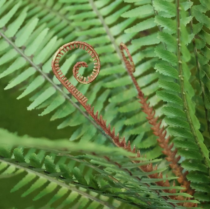 Asplenium Varen kunstplant, H: 75 cm in 12 cm pot