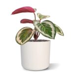 Mini Calathea Ornata kunstplant, H: 20 cm