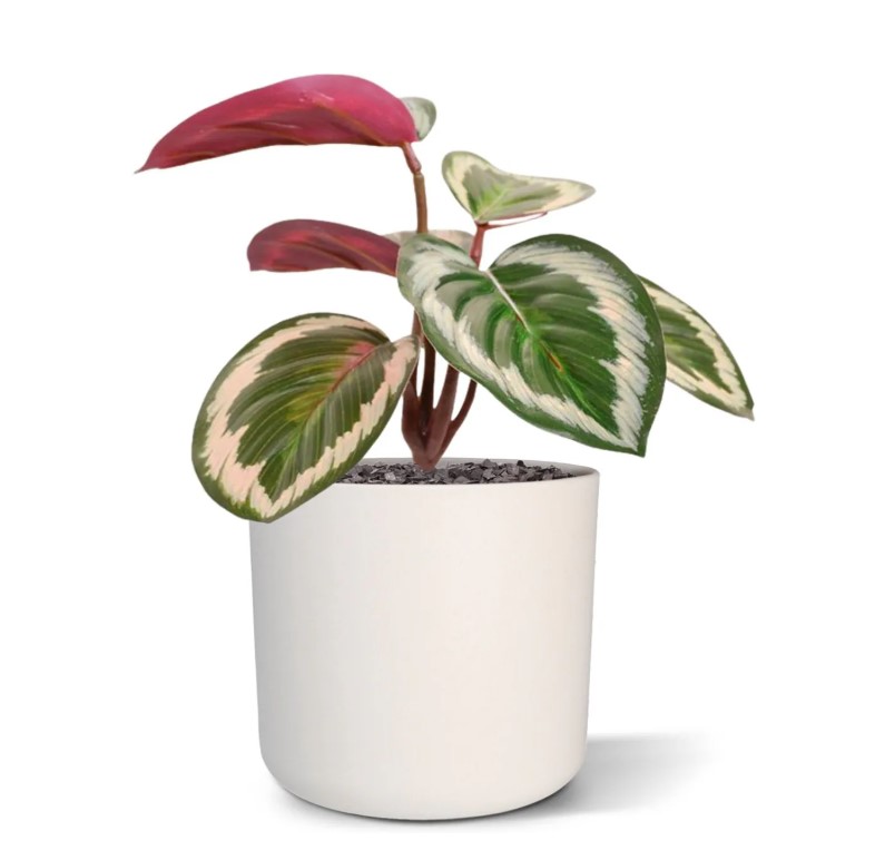Mini Calathea Ornata kunstplant, H: 20 cm
