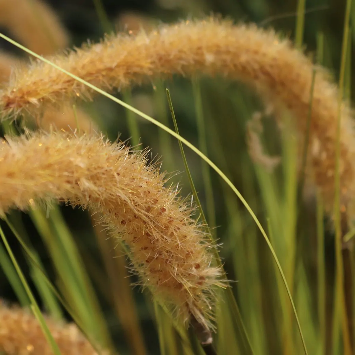 Pennisetum Kunst Grasplant H: 95cm bruin – Kunstplant