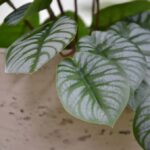Pepperomia kunstplant, H: 25 cm