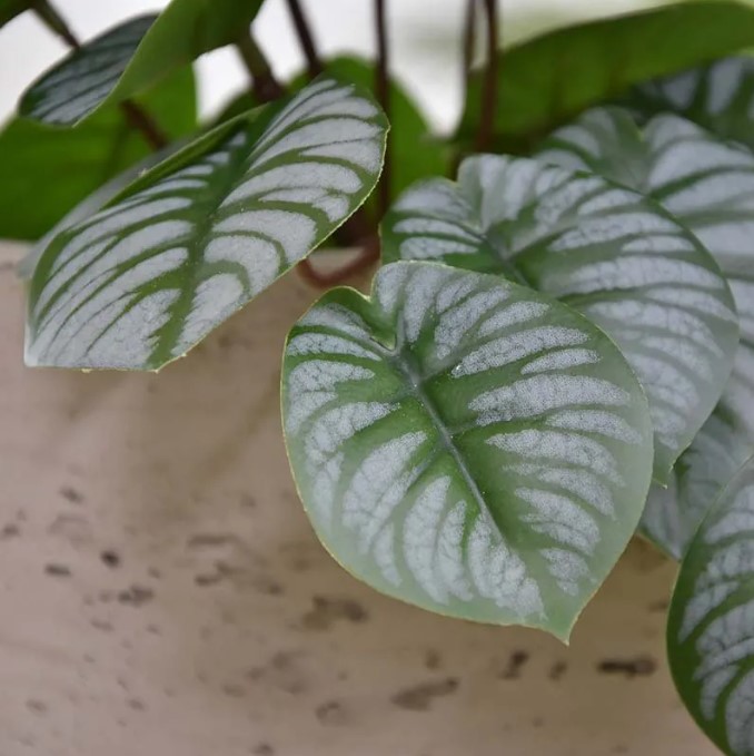 Pepperomia kunstplant, H: 25 cm