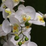 Phalaenopsis kunst Orchidee, H: 95 cm wit