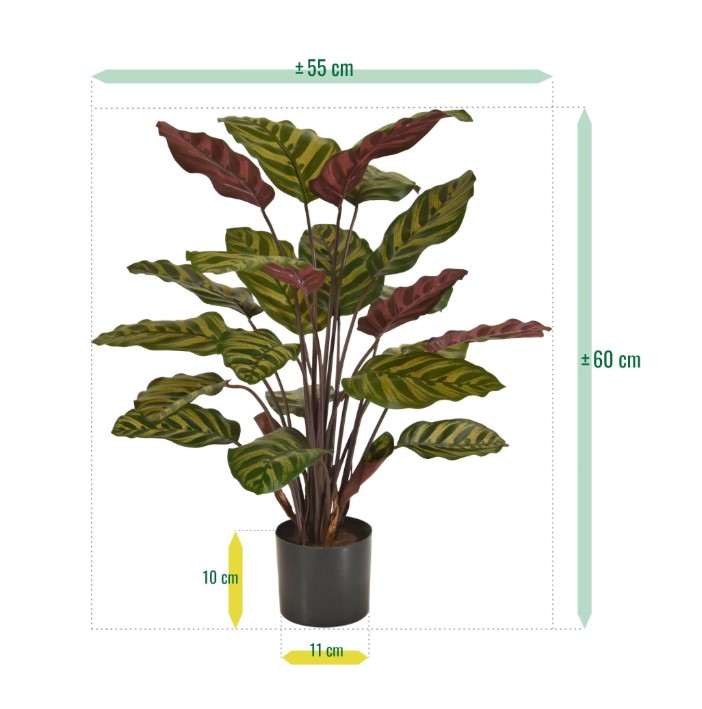 Red Calathea Makoyana kunstplant, H: 60 cm