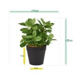 Fittonia bont kunstplant, H: 18 cm