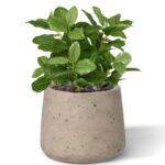Fittonia bont kunstplant, H: 18 cm