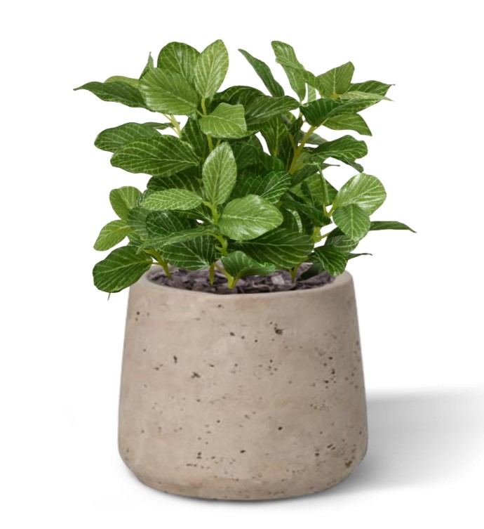 Fittonia bont kunstplant, H: 18 cm