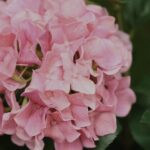 Hortensia Kunstplant in pot, H: 65 cm Roze