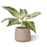 Dieffenbachia Vesuvius kunstplant, H: 35 cm