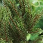 Picea Kunst Kerstboompje, H: 50 cm in 12 cm kweekpot