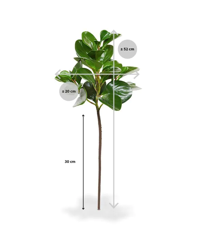 Peperomia Obtusifolia kunstbladtak, H: 50 cm
