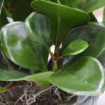 Peperomia Obtusifolia kunstbladtak, H: 50 cm