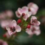 Waxflower kunsttak, H: 65 cm roze