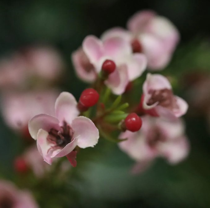 Waxflower kunsttak, H: 65 cm roze