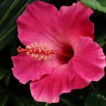 Hibiscus tak, H: 65 cm – cerise