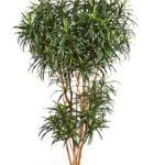 Dracaena Reflexa Anita Boom H: 180 cm – Kunstplant