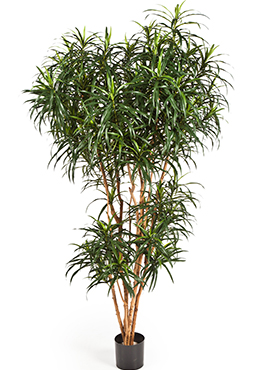 Dracaena Reflexa Anita Boom H: 180 cm – Kunstplant