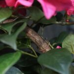 Bougainvillea Kunstplant, H: 45 cm in pot